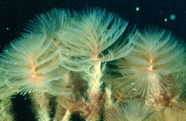 The newly identified species, the Mediterranean fanworm (Sabella spallanzanii), was found as part of MAFBNZ�s routine targeted surveillance programme